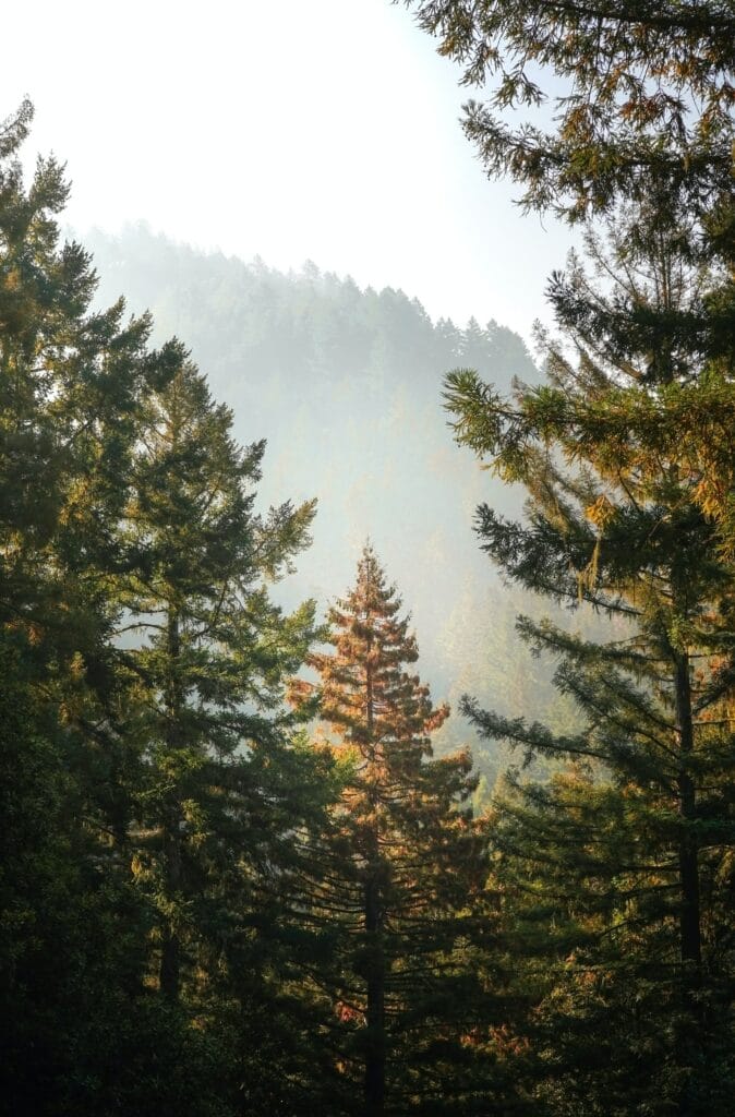 Der Schwarzwald ist eine beliebte Touristenregion.